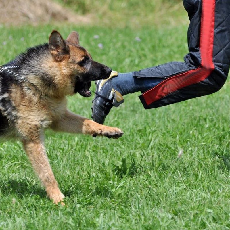 after-dog-bite